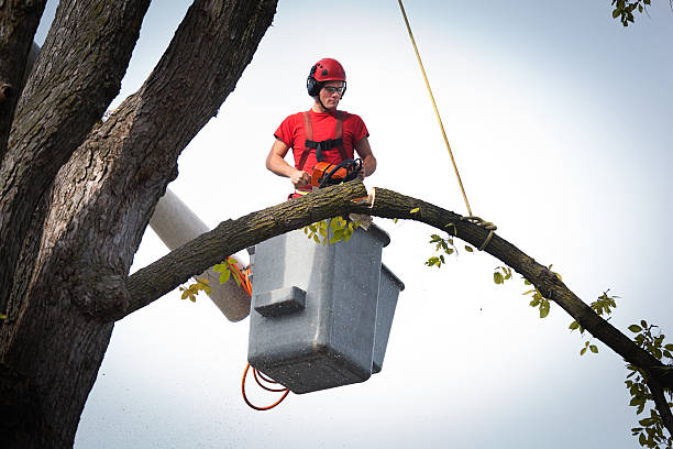 Tree and Shrub Care in Denmark, WI