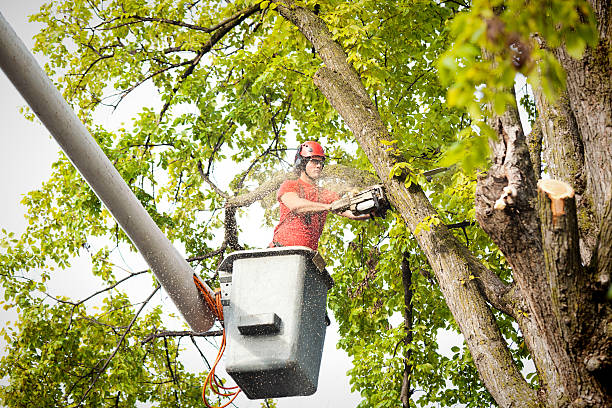 How Our Tree Care Process Works  in Denmark, WI