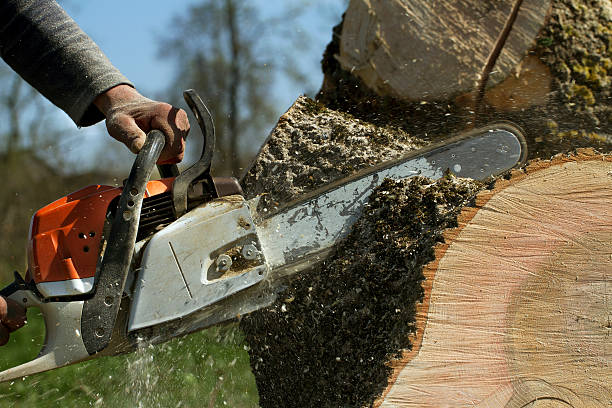 Best Tree Trimming and Pruning  in Denmark, WI